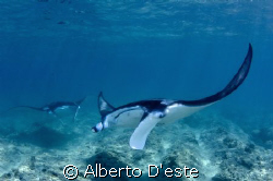Manta rey in cleaning station, Ari atoll 
 by Alberto D'este 